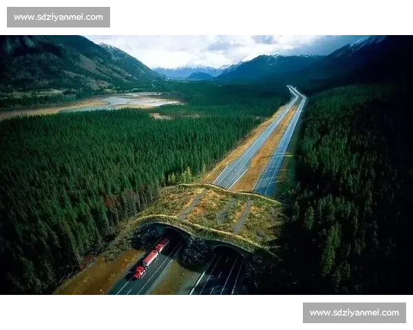 比利时对阵日本的经典之夜速度与战术的巅峰碰撞解析全景回顾与启示